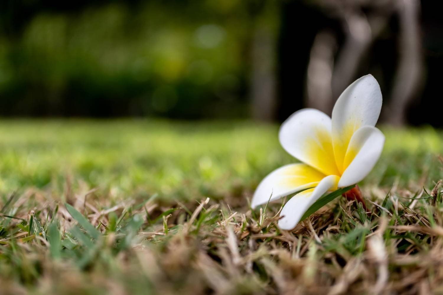 white crocus flower on field