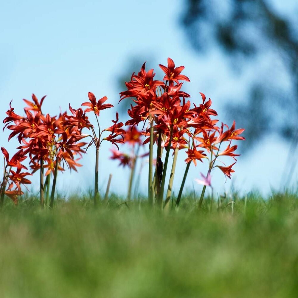 Rhodophiala bifida red lily - hill country red azucena silvestre